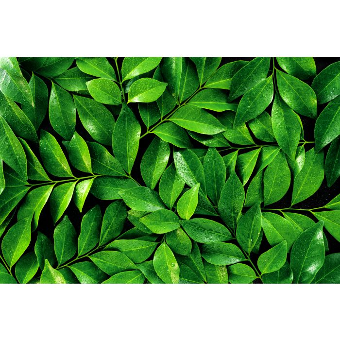 ISSAGE - TEA TREE PURE -  Puro aceite esencial de árbol de té<h2>Ideal para llenar ambientes de frescura y buenas vibraciones</h2>
<div style=margin-left:30px;>
<ul>
<li type=disc>Elaborado con extractos naturales y fragancias</li>
<li type=disc>Con efecto antiséptico, bactericida, antiinfeccioso, fungicida .
.
.
.
</li>
<li type=disc>10 mililitros</li>
<li type=disc><a href=/es/catalogsearch/result/?q=esencia+aceite target=_self>Disponibles más aromas, aceites y esencias</a></li>
</ul>
</div>
Esencia de árbol de té líquida para usar en los difusores de aroma, humidificadores, quemadores de incienso y otras lámparas aromáticas.
 Especialmente con la gama de difusores, humidificadores y ambientadores Issage.