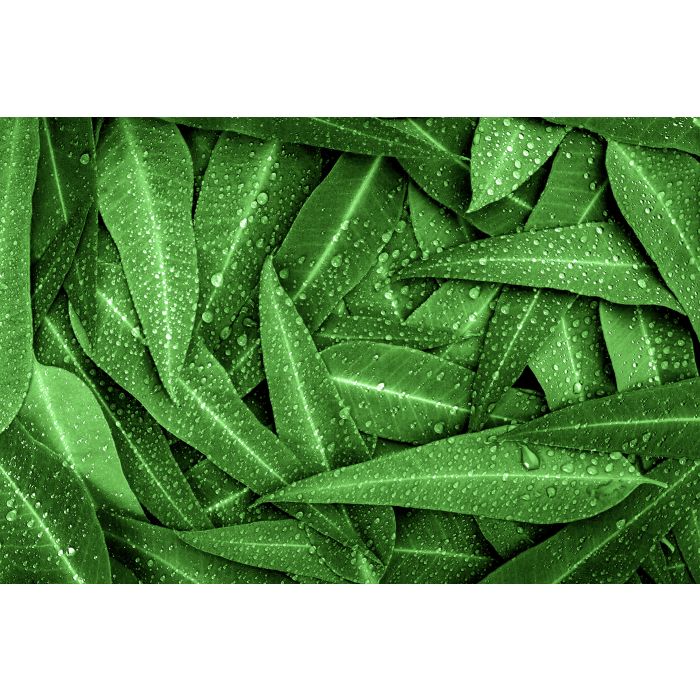 ISSAGE - EUCALYPTUS PURE - Pur oli essencial d'eucaliptus<h2>Ideal per omplir ambients de frescor i bones vibracions</h2>
<div style=margin-left:30px;>
<ul>
<li type=disc>Elaborat amb extractes naturals i fragàncies</li>
<li type=disc>Amb efecte expectorant, antisèptic per a les vies respiratòries, anticatarral.
.
.
</li>
<li type=disc>10 mil·lilitres</li>
<li type=disc><a href=/cat/catalogsearch/result/?q=essència+oli target=_self>Disponibles més aromes, olis i essències</a></li>
</ul>
</div>
Essència d'eucaliptus líquida per utilitzar en els difusors d'aroma, humidificadors, cremadors d'encens i altres làmpades aromàtiques.
 Especialment amb la gamma de difusors, humidificadors i ambientadors Issage.